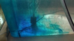 РАЗВЕДЕНИЕ КОРИДОРАСОВ | ИНКУБАЦИЯ ИКРЫ