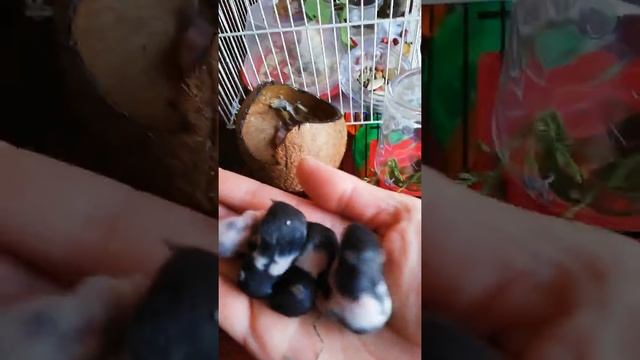 Сирийские хомячки. 6 дней от рождения. смотреть онлайн
