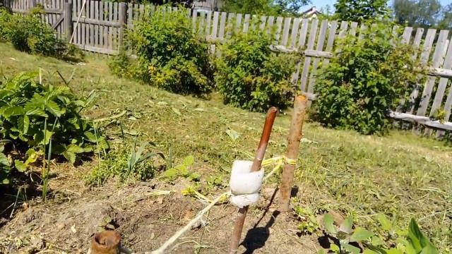 КАРЕЛИЯ / Что выросло в ИЮНЕ на моем огороде? смотреть онлайн
