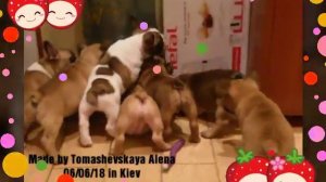 Французские бульдожки)) Что же в коробке?