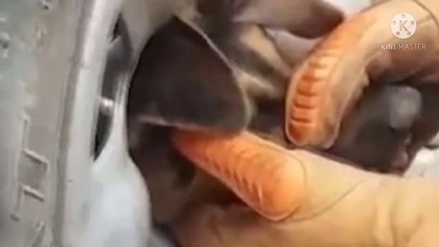 Собака застряла в колесном диске и рвалась на волю смотреть онлайн