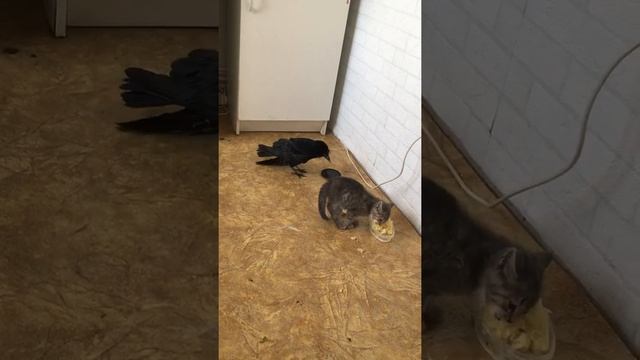 Ворон зимует дома смотреть онлайн