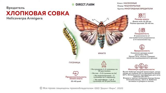 Хлопковая совка. Борьба с вредителем смотреть онлайн