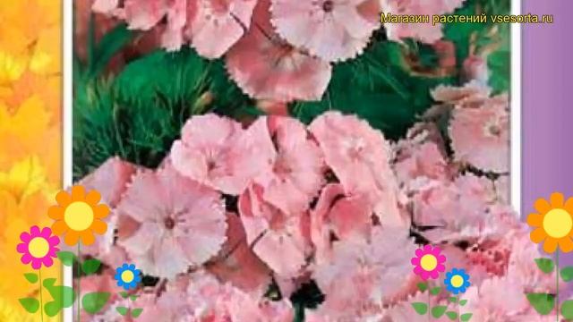 Гвоздика турецкая Пинк бьюти. Краткий обзор, описание характеристик dianthus barbatus Pink beauty смотреть онлайн