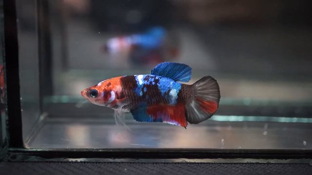 Betta Fish Fancy MULTI COLOR KOI Halfmoon Plakat HMPK (Female) -441- смотреть онлайн