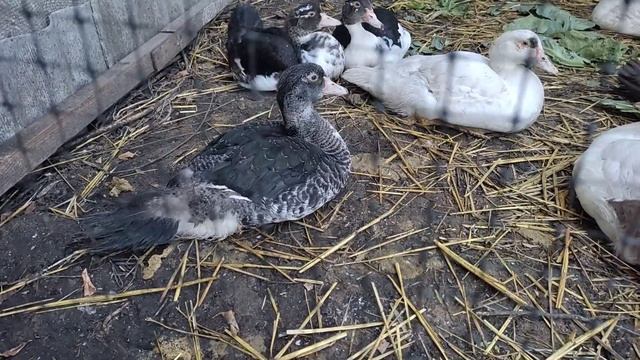 Купили розы. Прогулялись по двору.Наш Любимый Василёк. смотреть онлайн