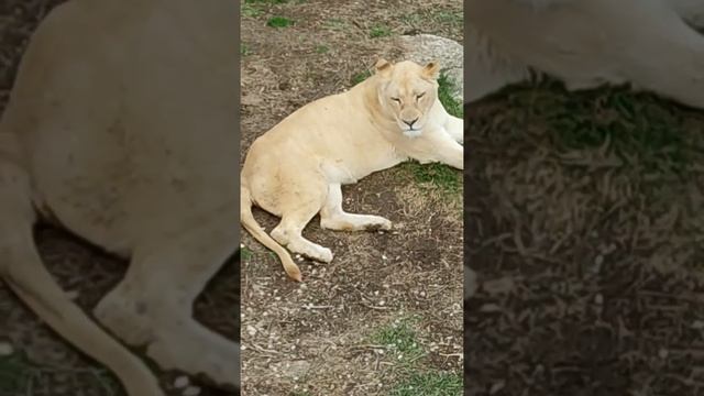 Вольер львиц.. За четыре дня до трагедии.. #тайган #крым #животные #львы смотреть онлайн