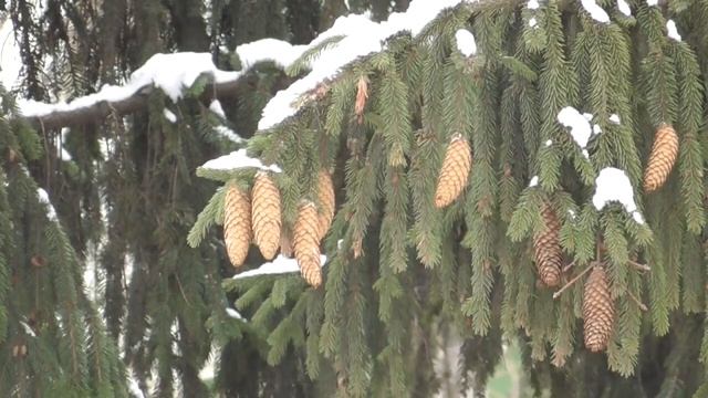 Стволовые клетки Для женщин Настрои академика Сытина Г.Н. смотреть онлайн