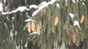 Стволовые клетки  Для женщин   Настрои академика Сытина Г.Н.