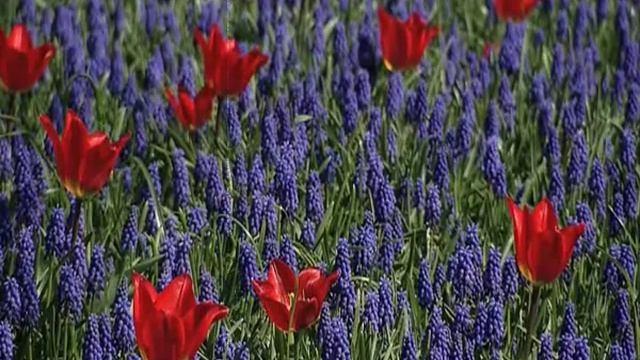 Когда люди теряют головы?(People lose their heads?) :) смотреть онлайн