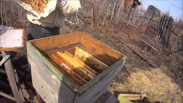 Пересадка пчёл после зимовки 13 04 2019г смотреть онлайн