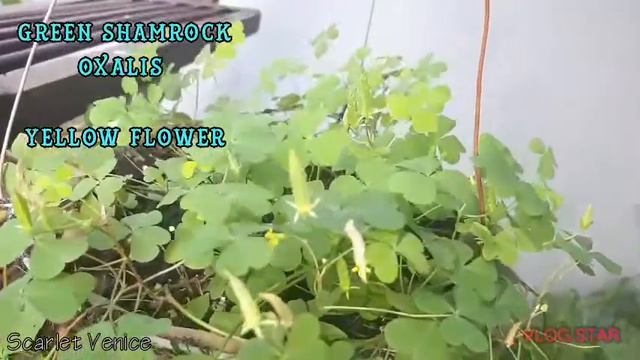 LUCKY PLANT 2020// SCARLET VENICE смотреть онлайн