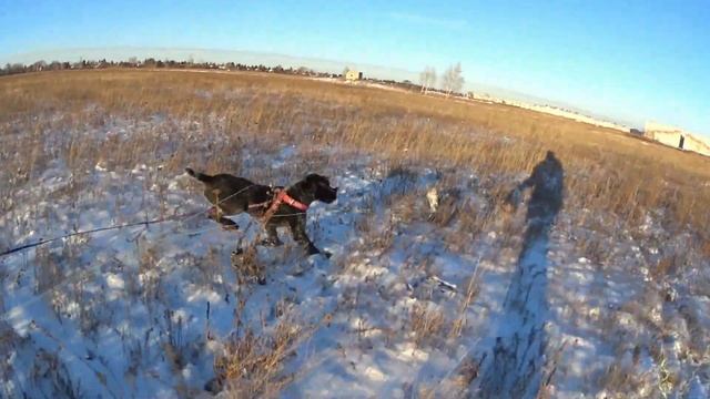Польза от городского голубя смотреть онлайн