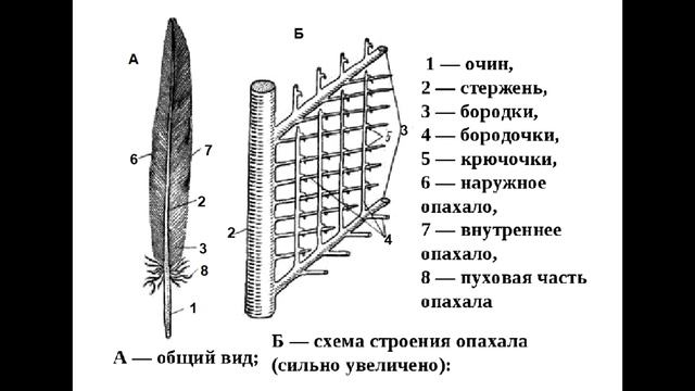 § 25 Внешнее строение птиц смотреть онлайн