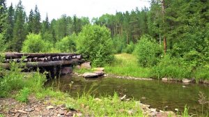 Летние  лесные дела.