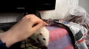 КАК ПРИУЧИТЬ КРЫСУ К ЛОТКУ || Туалет для крысы