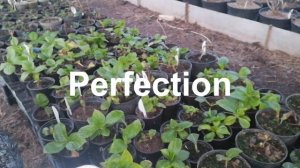 Гортензия крупнолистная ремонтантная серия You and me Обзор.