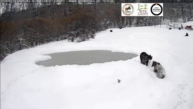 Столовка приехала,а мишки еще разминаются #Медведи#Поляна#Румыния смотреть онлайн