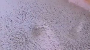 Как увидеть магнитное поле. Опилки