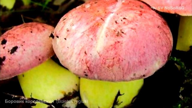 Боровик королевский (Boletus regius) смотреть онлайн
