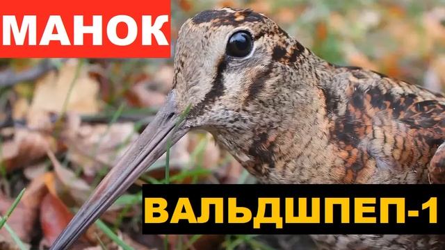 ?ГОЛОС (МАНОК) ВАЛЬДШНЕП 1 смотреть онлайн