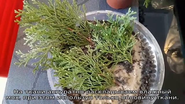Как размножить тую: быстрый и легкий способ смотреть онлайн