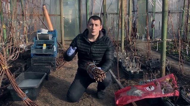 Как сохранить черенки винограда???? Лучшие способы! смотреть онлайн