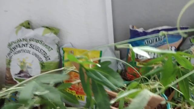 Fructul Pasiunii din seminte - Passiflora Caerulea смотреть онлайн