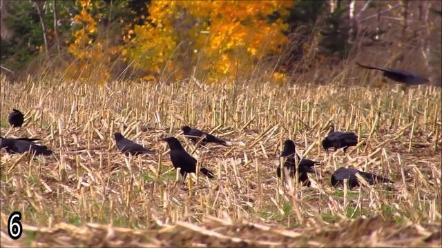 10 Odd and Interesting Facts About Crows and Ravens (North America) смотреть онлайн
