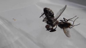 Муха рожает.