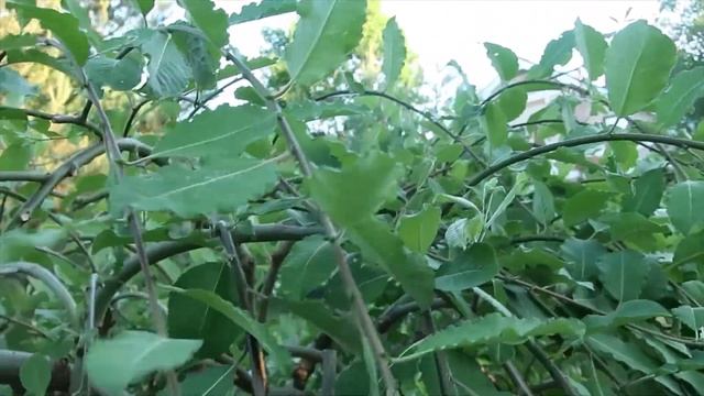 ИВА ПЕНДУЛА- ПОСЛЕ майской СТРИЖКИ- в июне и В ПРОДАЖЕ- смотреть онлайн