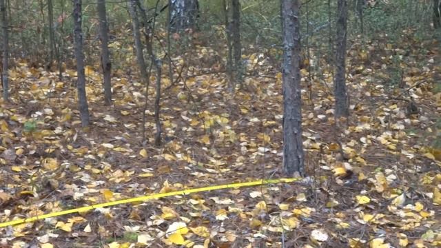 33 Растения как индикаторы тонких энергий Земли смотреть онлайн