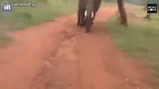 Слон прогнал людей чужаков