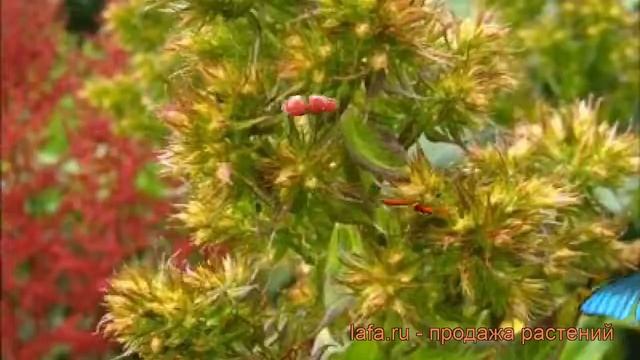 Флокс метельчатый Грин Леди (phlox paniculata) ? обзор: как сажать, рассада флокса Грин Леди смотреть онлайн