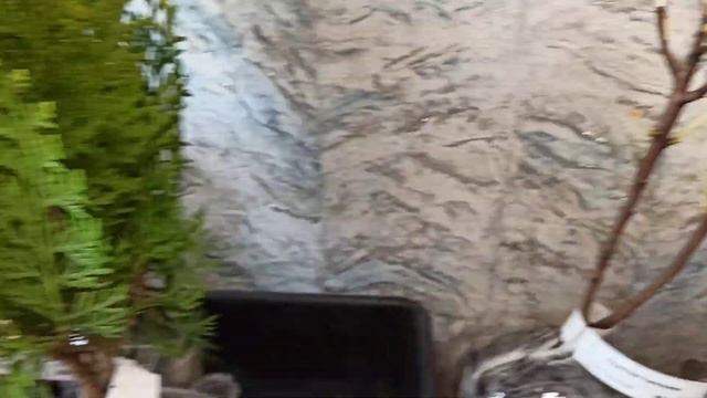 Хвойные от Сады-Эдема! + сортовые скумпии смотреть онлайн