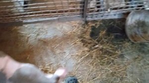 Лечим диарею у поросёнка.Биовит-80.??