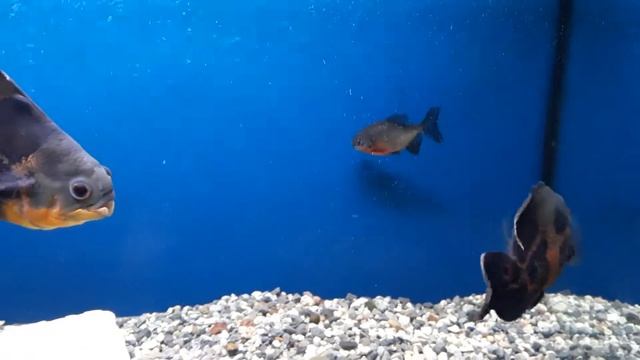 Астронотус,трёх гибридный попугай,красный паку