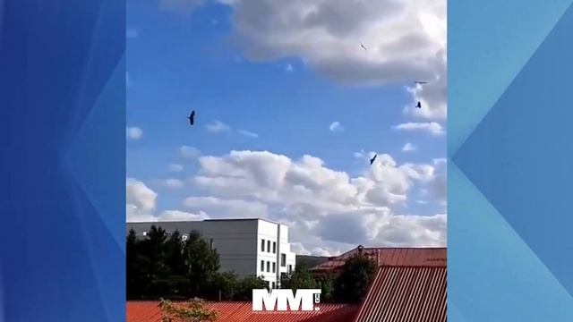 В Междуреченске стаи хищных птиц кружат над городом смотреть онлайн