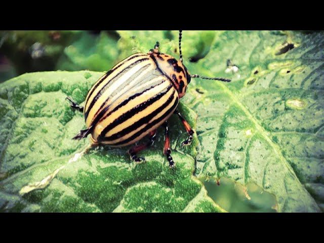 На нас напал Колорадский супостат Свежак с огорода смотреть онлайн