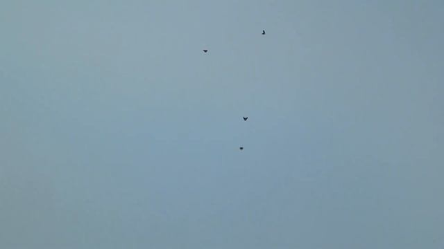 22 октября голуби Сына смотреть онлайн