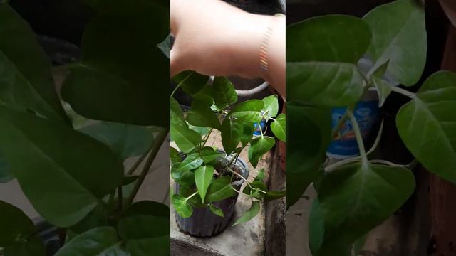 mirabilis jalapa la planta de las flores de colores смотреть онлайн