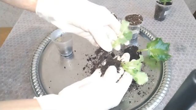 ДЕТКА И МАТЕРИНСКИЙ ЛИСТ ФИАЛКИ. КАК ОТДЕЛИТЬ ДЕТКУ ОТ МАТЕРИНСКОГО ЛИСТА? смотреть онлайн