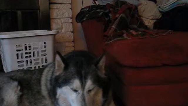 Big Dawg Blues смотреть онлайн