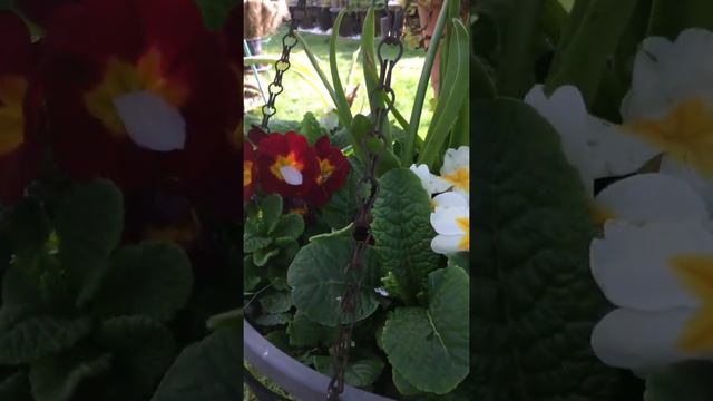 Primrose Na Nabubuhay Sa Paso смотреть онлайн