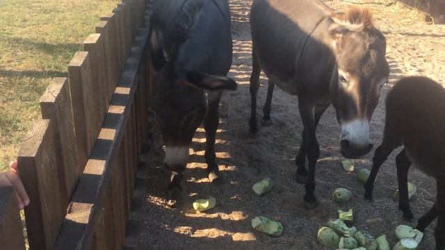 Прикол ) Ослиха бьет осла смотреть онлайн