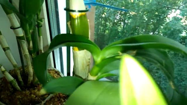 Утро. Мои цветущие Камбрии. смотреть онлайн