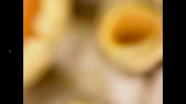 Лишайник под микроскопом|lichens under the microscope