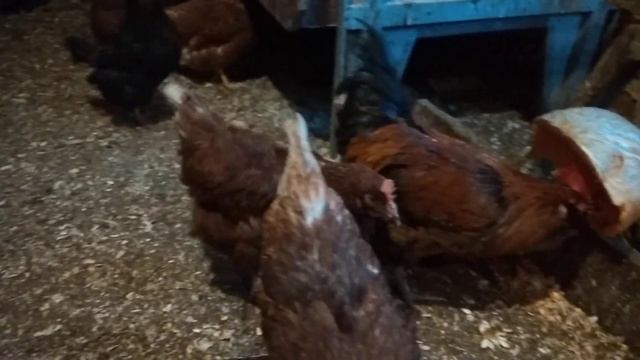 Ломан Браун или другой кросс?/адаптация кур смотреть онлайн