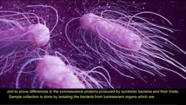 Bioluminescence of Symbiont Bacteria in MarineLife смотреть онлайн