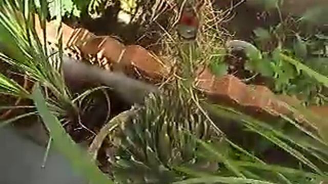 AGAVE REINA VICTORIA смотреть онлайн